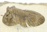 Scabriscutellum Trilobite With Axial Spines - Morocco #283760-2